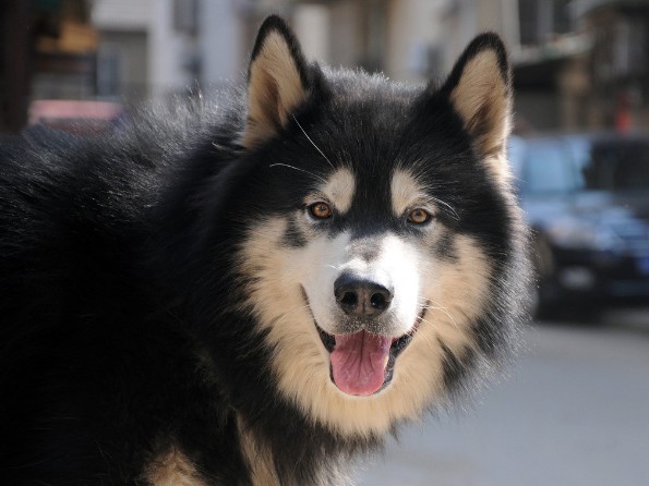 阿拉斯加犬换毛期间要注意什么