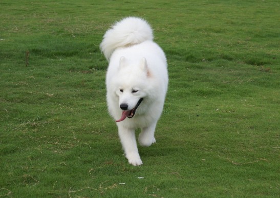 萨摩耶吃动物肝脏好不好