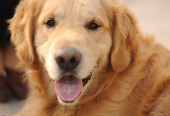金毛犬瘟怎么处理好的解决方法