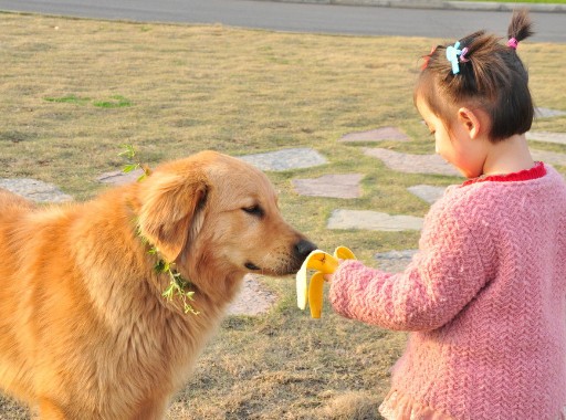四个多月金毛犬胆子小怎么回事
