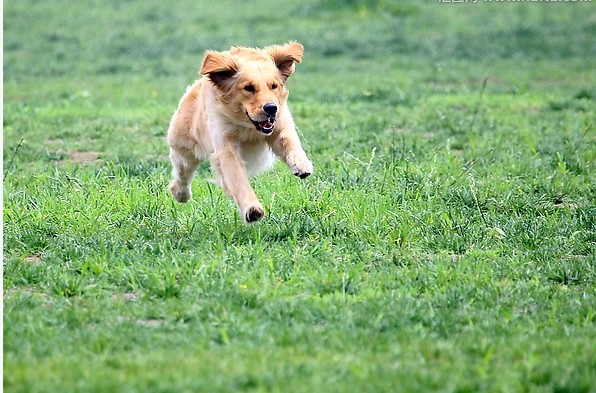 小金毛犬几个月开始长牙齿