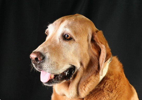 小金毛眼角有眼屎咳嗽怎么办