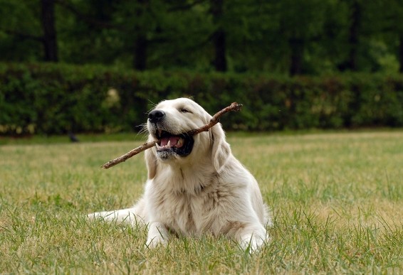影响金毛犬训练结果的原因有哪些