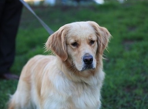 引起金毛犬拉稀的原因有哪些