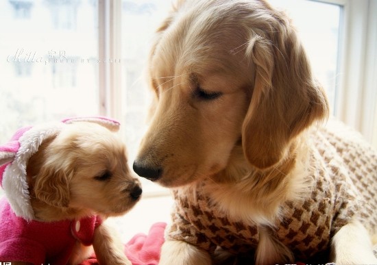 如何照顾哺乳期的金毛犬