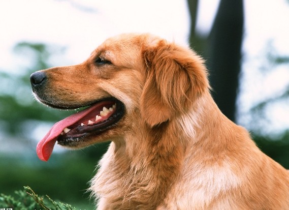 金毛飞耳该怎么办