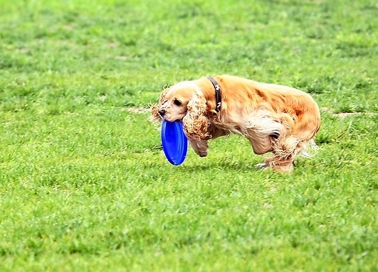 金毛犬训练的注意事项