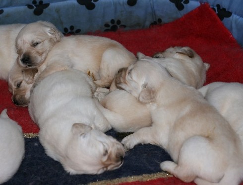 金毛犬生宝宝要注意哪些问题