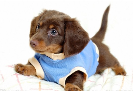 家庭中饲养小金毛要注意哪些问题