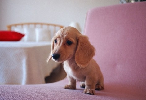 平时要怎么护理金毛犬宝宝