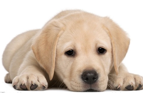 如何让拉布拉多犬远离细小疾病