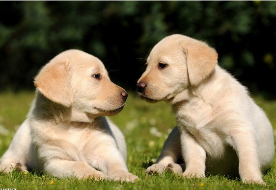 如何看护生病的拉布拉多犬