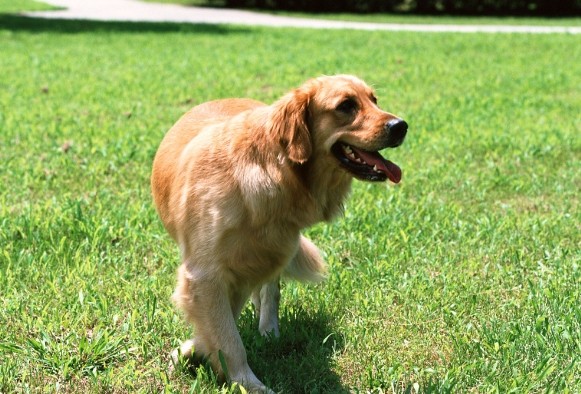 训练拉布拉多奖励它吃什么好
