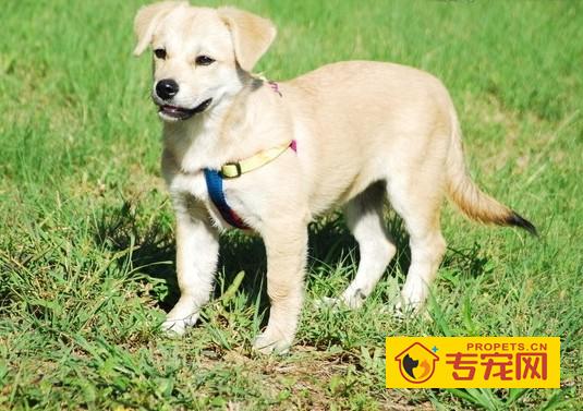 6个月金毛适合哪些训练项目