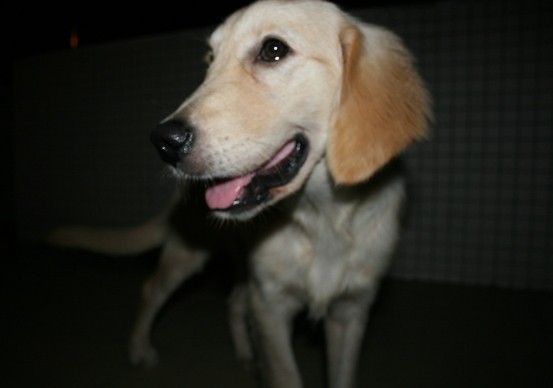 金毛犬什么时候来月经