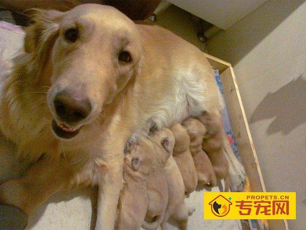 金毛分娩前有哪些变化