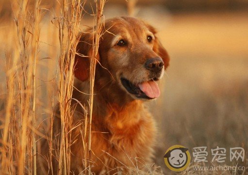 金毛犬拉肚子该怎么办