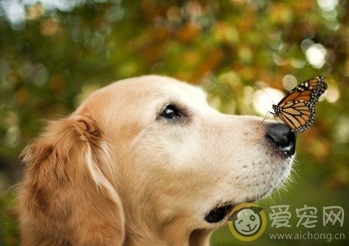 如何判断金毛犬的智商高低