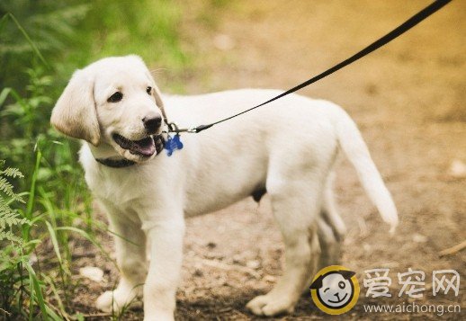 怎样才能训练出优秀金毛犬