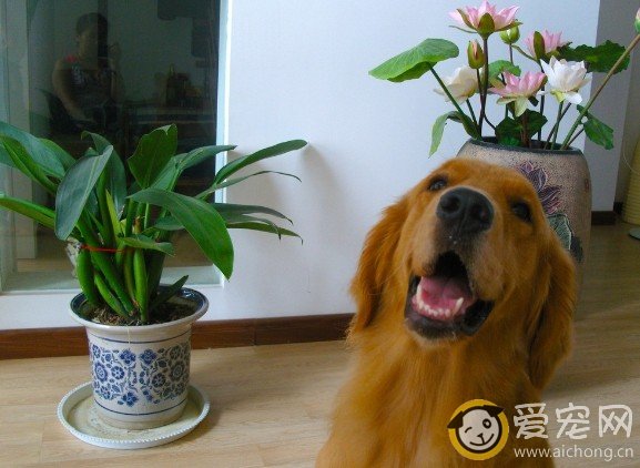 如何训练金毛犬看家护院