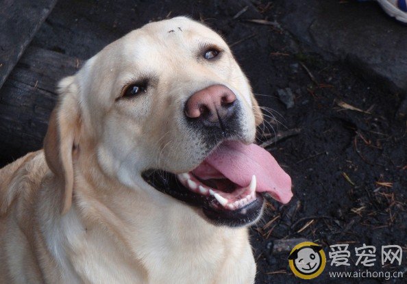 刚开始饲养金犬毛要注意哪些