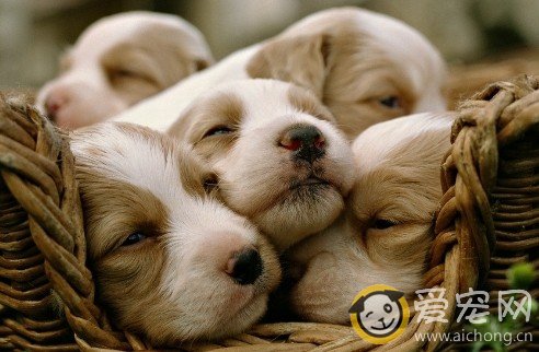 金毛睡觉时抽搐还哼哼怎么回事