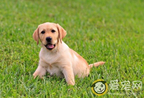 金毛犬成长过程中容易得哪些疾病