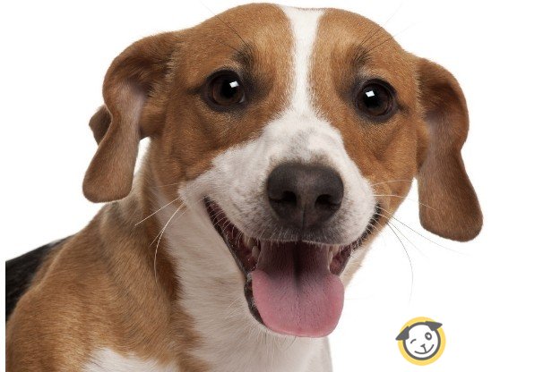 拉布拉多犬日常饮食怎样才算合理