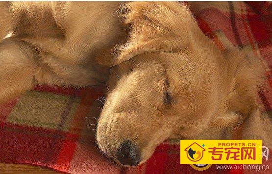 如何给拉布拉多犬梳理被毛