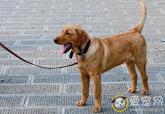 训练拉布拉多犬要注意什么