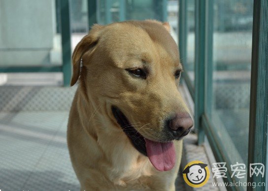 如何判断拉布拉多身体是否健康