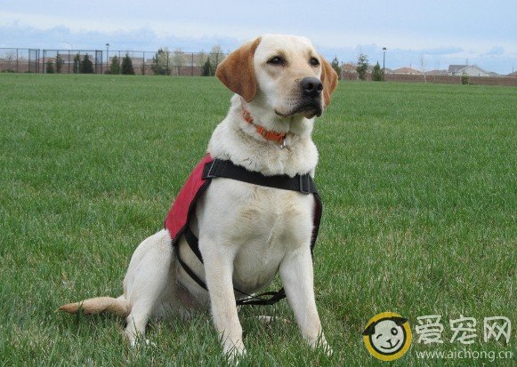 拉布拉多犬可以吃骨粉吗