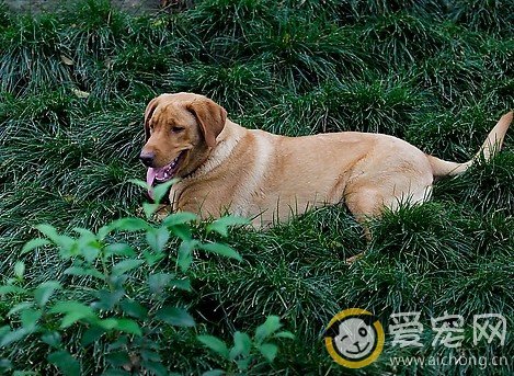 拉布拉多怀孕期间不能吃哪些食物