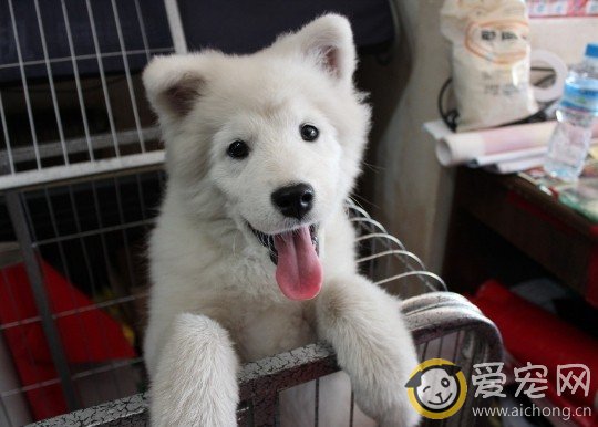 如何训练萨摩耶上厕所