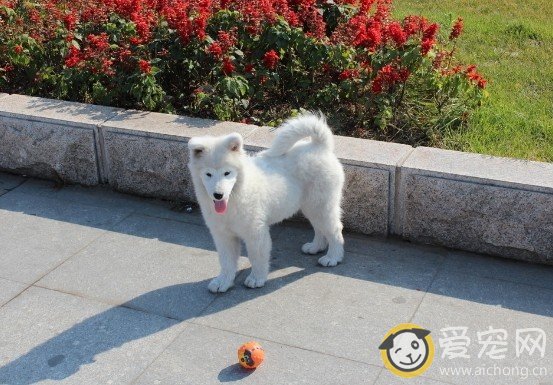 哪里比较适合带萨摩耶去散步