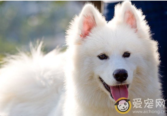 如何照顾怀孕期间的萨摩耶