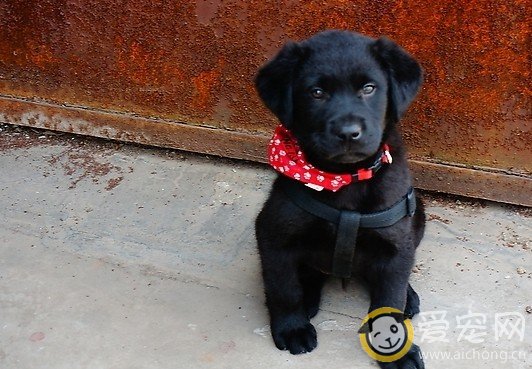 如何让拉布拉多拍配合拍照片