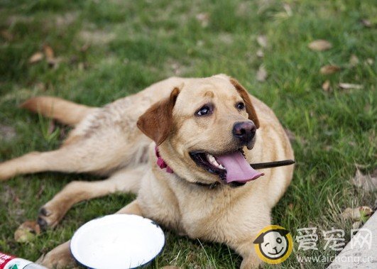 如何给拉布拉多量身高体长