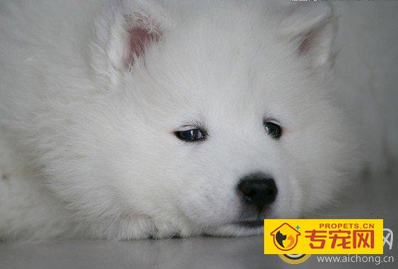 萨摩耶经常犯错误怎么办