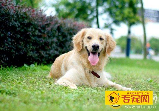 溺爱金毛犬对它的危害大