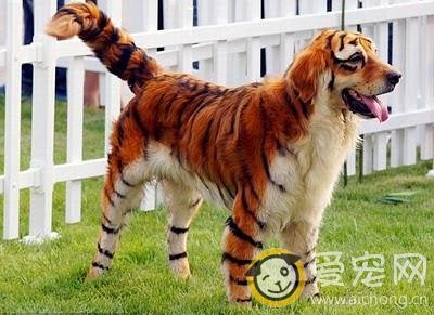 如何给金毛犬做美容