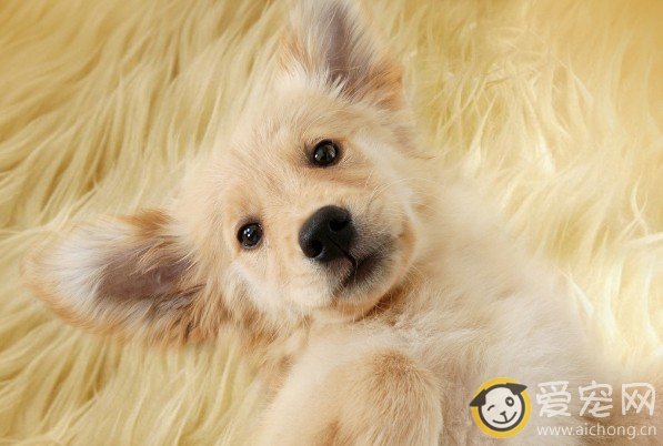 怎样才能养出健康快乐的金毛犬