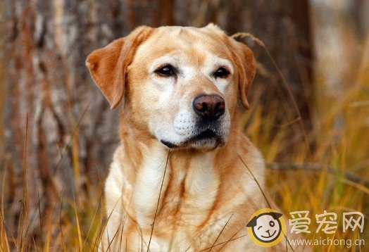 拉布拉多犬注射疫苗后要注意什么