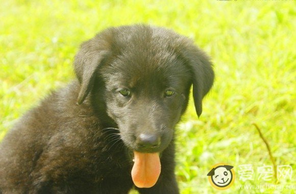 拉布拉多犬为什么会呕吐