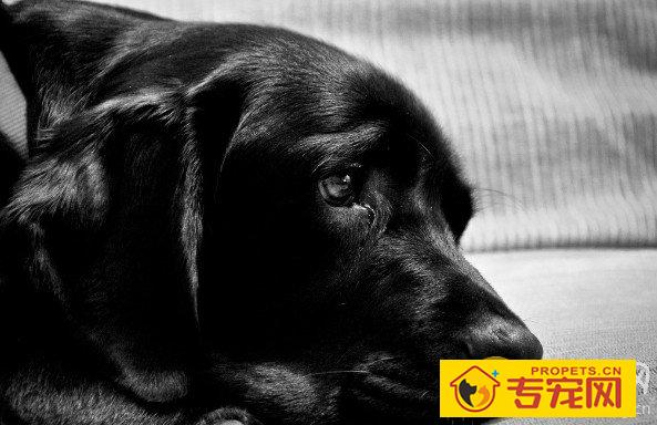 如何训练拉布拉多犬的智商