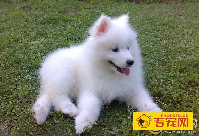 萨摩耶受伤了要如何检查伤情