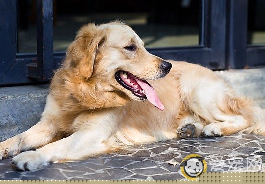 如何训练金毛犬不乱喊乱叫