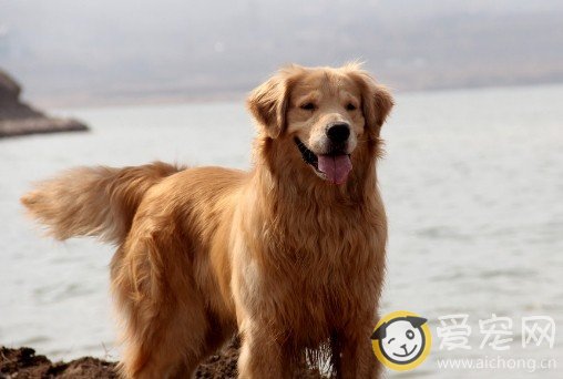 金毛犬换毛期间如何保证营养供应