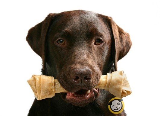 如何护理拉布拉多犬的牙齿