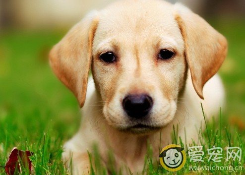 如何给拉布拉犬多做美容